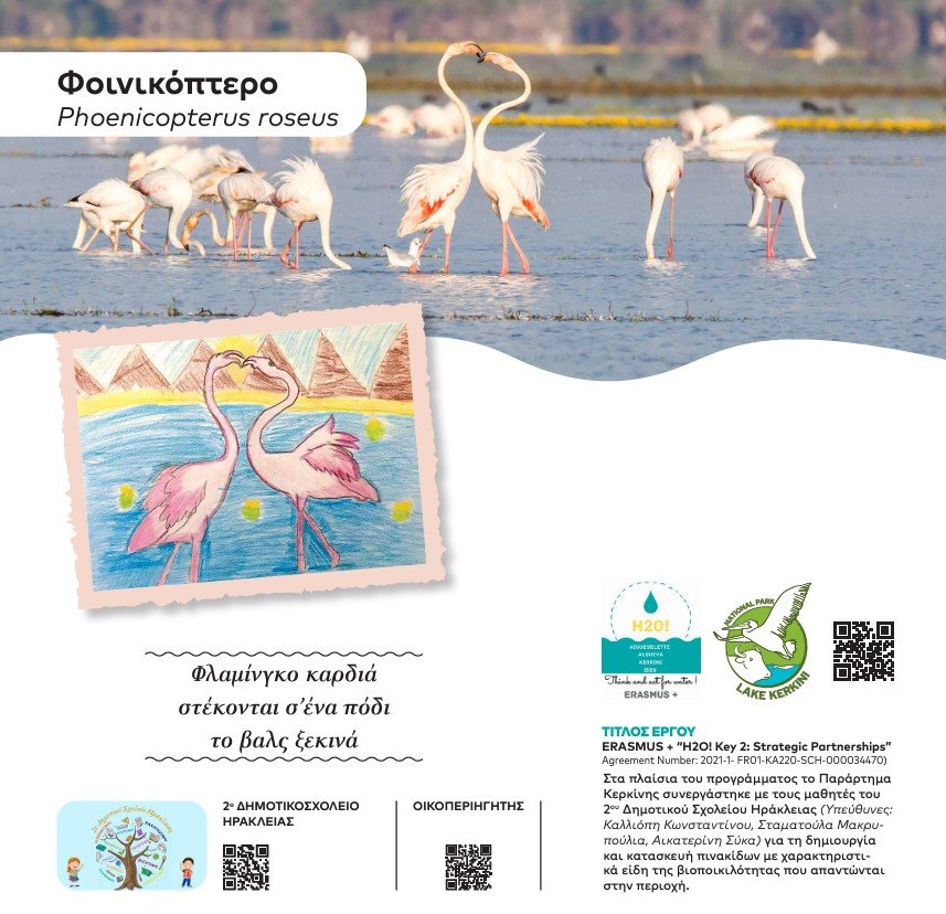 flamingos pinakides